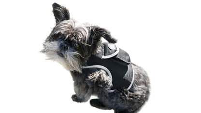 Consistent Realtime Mini Cat Dog GPS Tracking Collar Waterproof Device Size:L